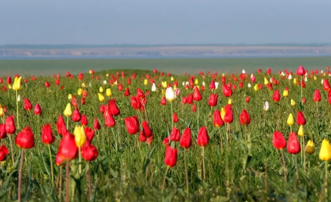 Калмыкия